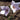 Platycodon (32)