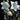 Platycodon (32)