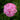 Dianthus Sweet