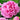 Peony Jacorma (3/5 eye, 50 roots)