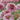 Scabiosa annual types