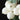 Symphoricarpos