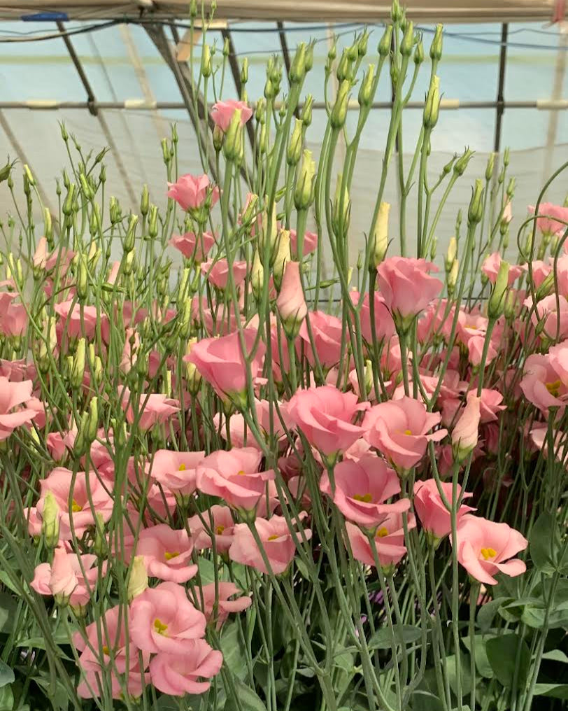 lisianthus indoor plant Lisianthus Viviana – Farmer Bailey Inc