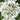 Orlaya White Lace