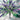 Larkspur Cannes Mix