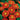 Tithonia