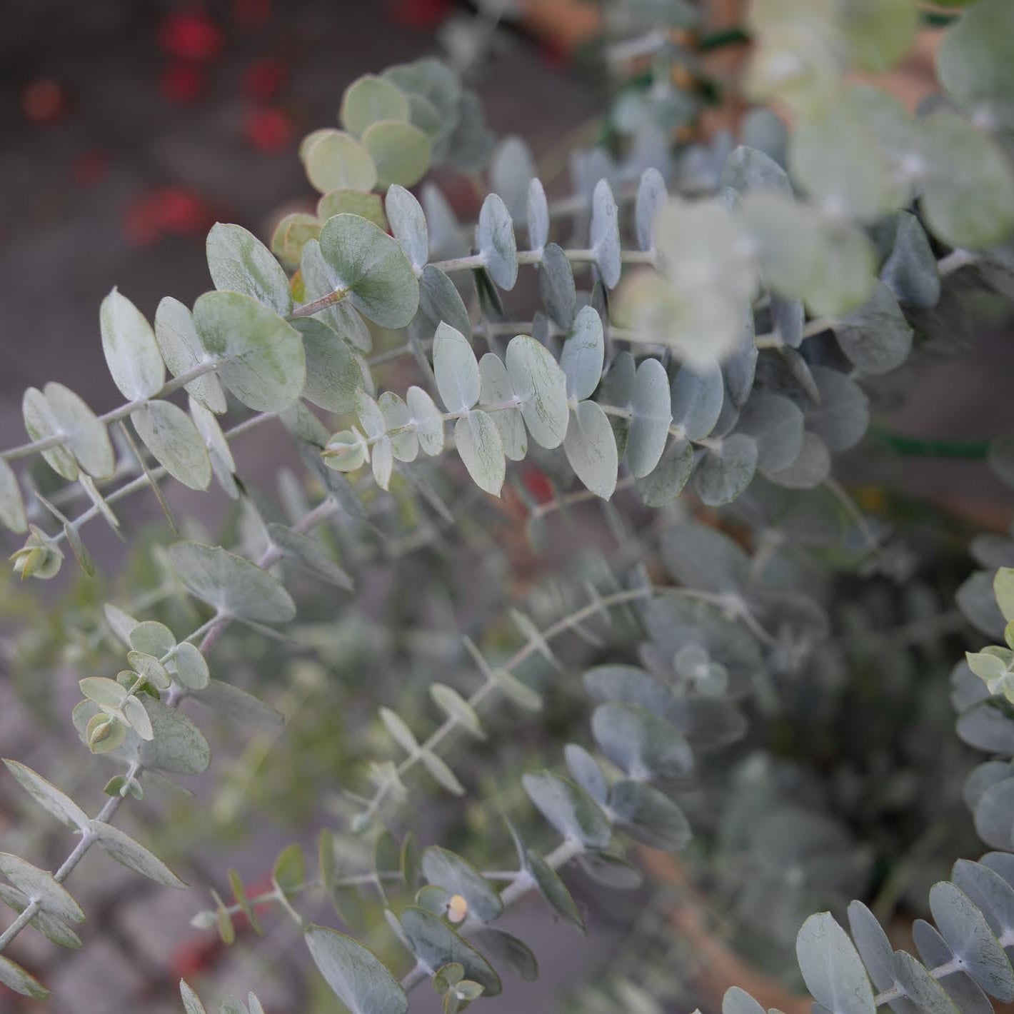 seeded eucalyptus plants for sale Eucalyptus – Farmer Bailey Inc