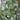 Eucalyptus