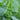 Moluccella laevis 'Bells of Ireland'