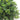 Bupleurum plugs Farmer Bailey Cut Flowers