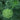 Ammi Green Mist