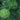 Ammi Green Mist