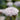 Didiscus