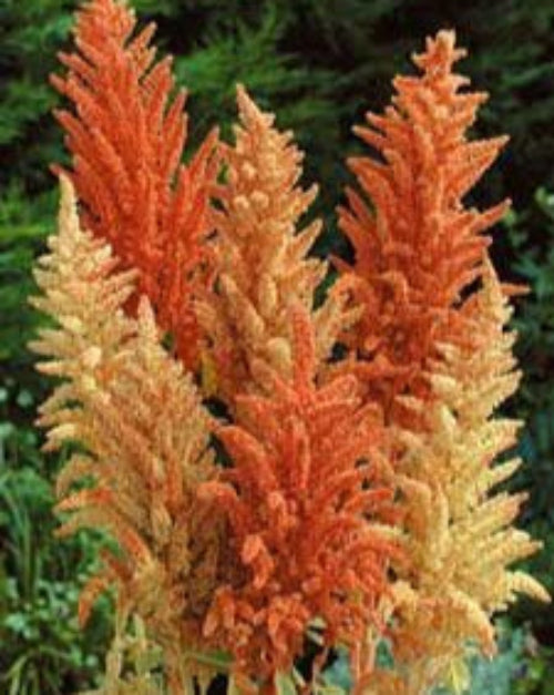 Amaranthus cruentus