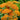 Achillea (32)