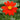 Tithonia