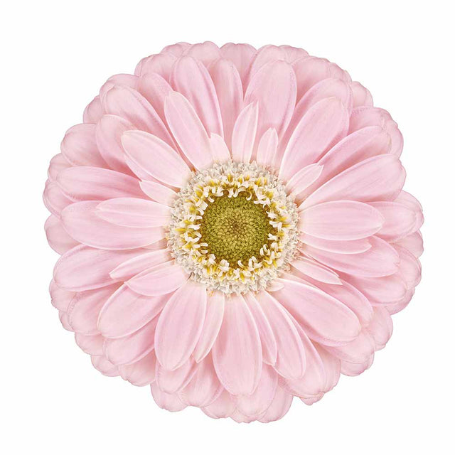 Growing Guides Farmer Bailey Inc.