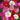 Cosmos bipinnatus