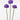 Scabiosa BON BON SCOOP ™
