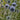 Echinops