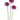 Scabiosa Focal Scoop™