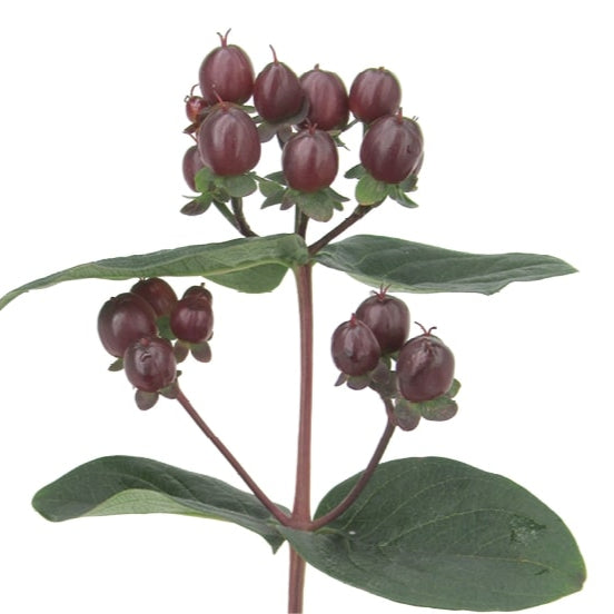 Hypericum Ruby Hypericum – Farmer Bailey Inc.