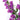 Campanula Champion II