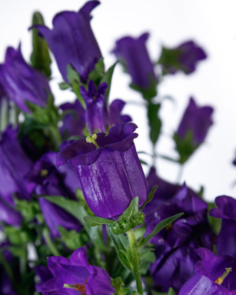 Campanula Champion and Champion II
