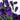 Campanula Champion and Champion II