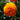 Marigold (210 cell)