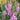 Physostegia (32)
