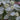 Mountain Mint (32)