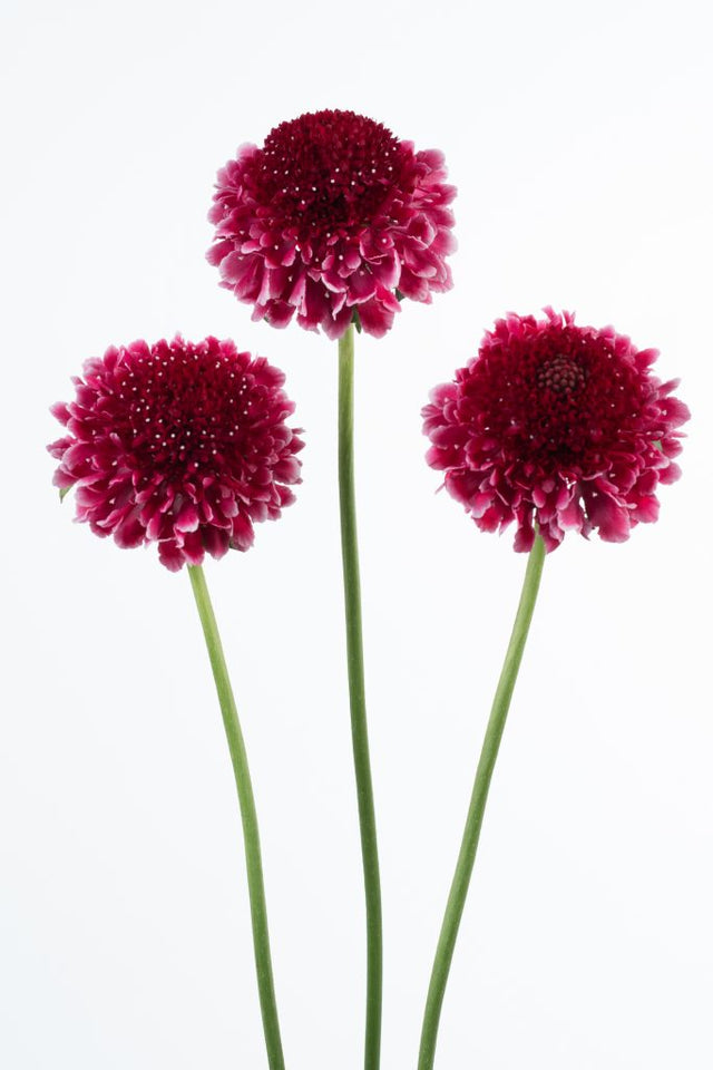 Scabiosa Scoop™ Series – Farmer Bailey Inc.