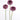 Scabiosa Scoop™ Series