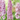 Highlander Delphinium (Shipping Weeks 42-44)