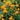 Trollius (32)