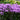 Phlox (32)