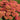 Sedum (32)