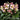 Helleborus Ice N' Roses® Marble Series (18)