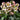 Helleborus Ice N' Roses® Marble Series (18)