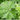Alchemilla (32)