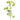 Alchemilla (32)