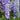 Delphinium (32)
