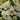 Digitalis Dalmatian