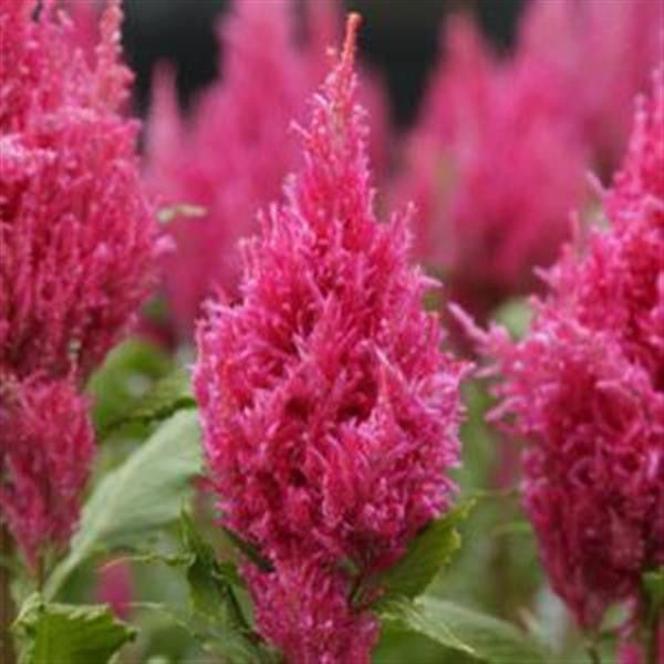 Celosia Sunday
