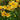 Rudbeckia hirta