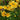 Rudbeckia hirta