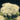 Trachelium