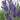 Lavender (32)