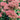 Sedum (32)